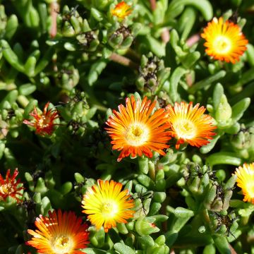 Delosperma Wheels of Wonder Orange - Alfombra rosa