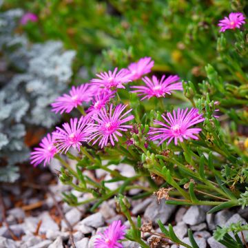 Delosperma cooperi - Alfombra rosa