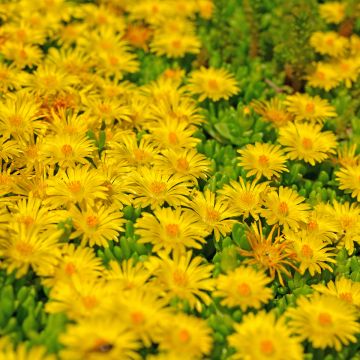 Delosperma lineare