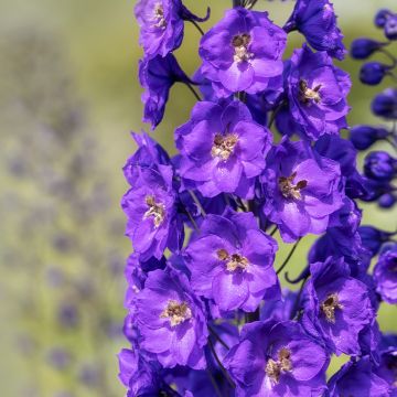 Espuela de caballero - Delphinium Pacific-hybrid Bruce