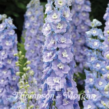 Espuela de caballero - Delphinium Centurion Lilac Blue Bicolour F1