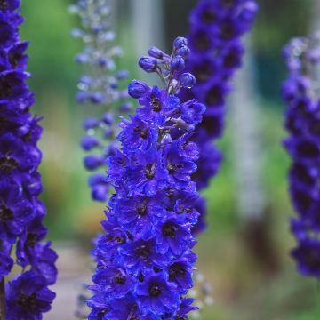 Espuela de caballero - Delphinium Pacific-hybrid Magic Fountain Dark Blue-Black Bee