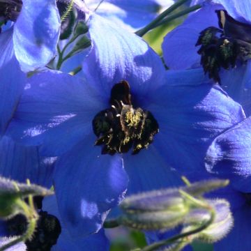 Espuela de caballero - Delphinium Finsteraarhorn