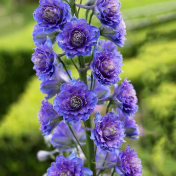 Espuela de caballero - Delphinium elatum Highlander Blueberry Pie