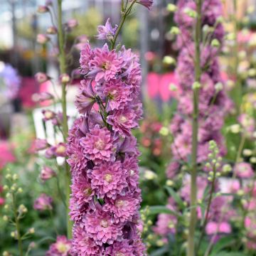 Espuela de caballero - Delphinium elatum Highlander Flamenco