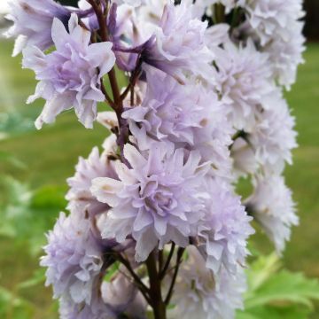 Espuela de caballero - Delphinium elatum Highlander Cha Cha