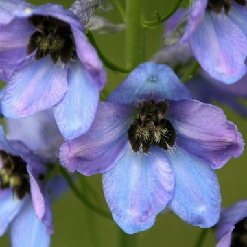 Espuela de caballero - Delphinium Pacific-hybrid Mrs Newton Lees