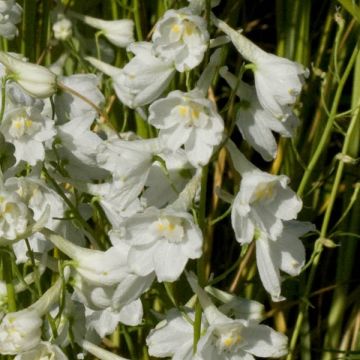 Espuela de caballero - Delphinium belladona Casa Blanca