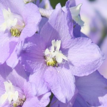 Espuela de caballero - Delphinium belladona Capri