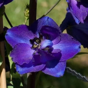 Espuela de caballero - Delphinium belladona Bellamosum