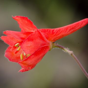 Espuela de caballero - Delphinium cardinale