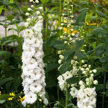 Espuela de caballero - Delphinium elatum Double Innocence