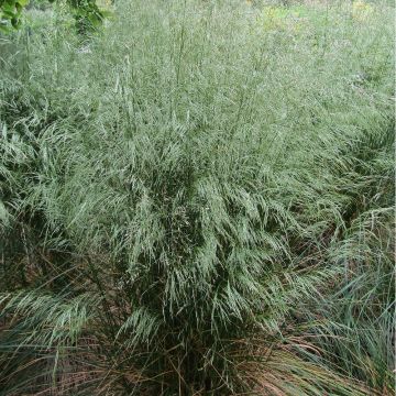 Deschampsia flexuosa - Heno