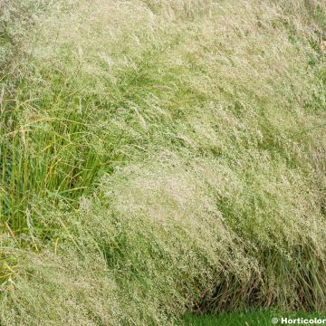 Deschampsia caespitosa Bronzeschleier - Grama de monte