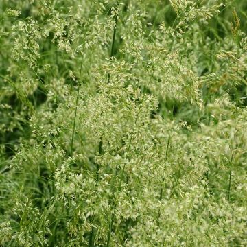 Deschampsia caespitosa Goldschleier - Grama de monte