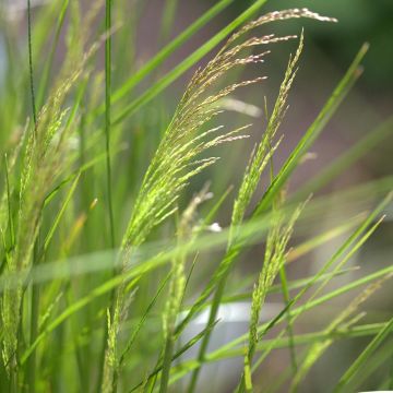 Deschampsia caespitosa Northern Lights - Grama de monte