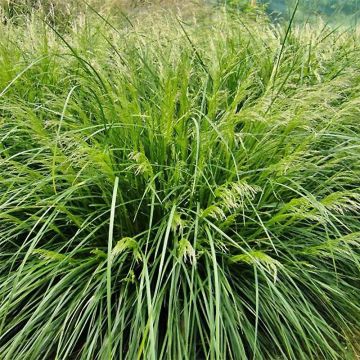 Deschampsia caespitosa Palava - Grama de monte