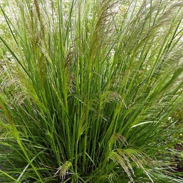 Deschampsia caespitosa Pixie Fountain - Grama de monte