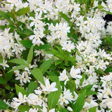 Deutzia Yuki Snowflake