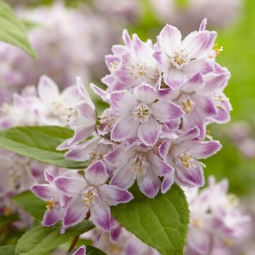 Deutzia hybrida Raspberry Sundae hibrido