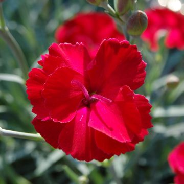 Dianthus alwoodii Fusilier