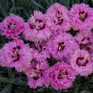 Dianthus Pop Star - Clavel