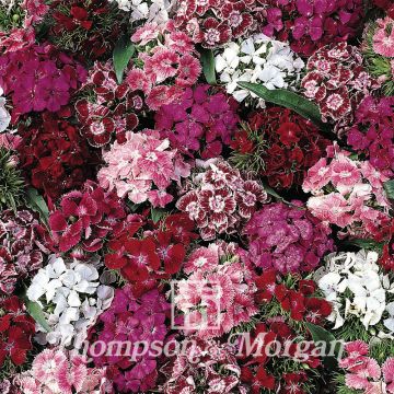 Clavel del poeta Summer Sundae - Dianthus barbatus