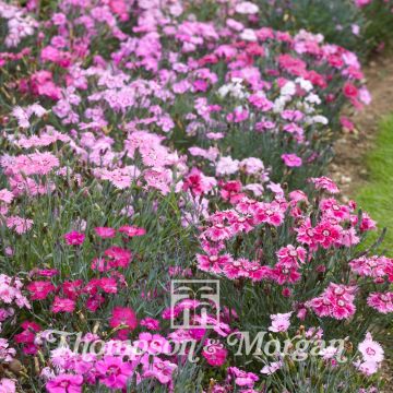 Clavel coronado Sweetness Mixed - Dianthus plumarius