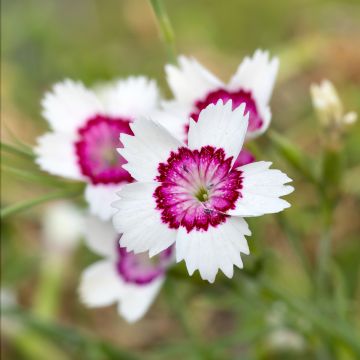 Clavellina - Dianthus deltoides Arctic Fire