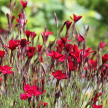 Clavellina - Dianthus deltoides Flashing Light