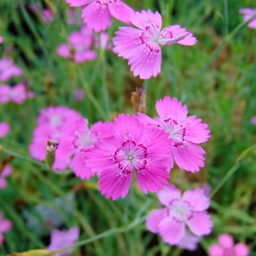 Clavellina - Dianthus deltoides Rosea