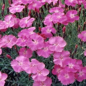 Clavel - Dianthus gratianopolitanus Eydangeri