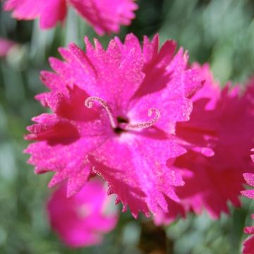 Clavel - Dianthus gratianopolitanus Splendens