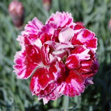 Clavel - Dianthus gratianopolitanus Whatfield Gem