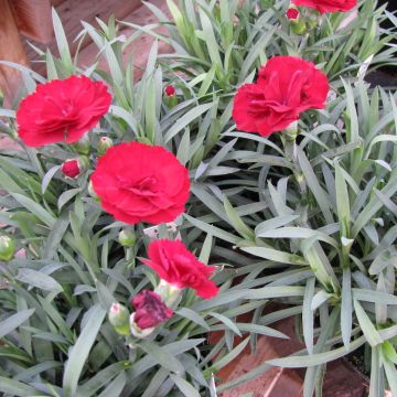 Clavel coronado Desmond - Dianthus plumarius