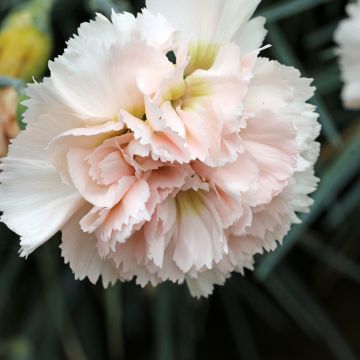 Clavel coronado Devon Cream - Dianthus plumarius