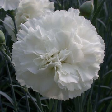 Clavel coronado Devon Dove - Dianthus plumarius