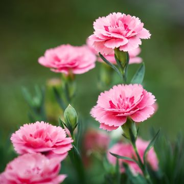 Clavel coronado Doris - Dianthus plumarius