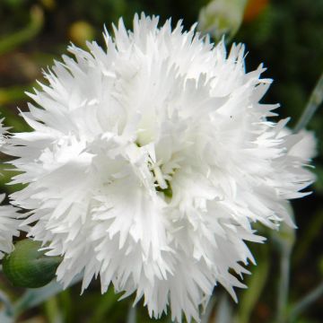 Clavel coronado Flore Pleno Albus - Dianthus plumarius