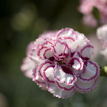 Clavel coronado Gran's Favourite - Dianthus plumarius