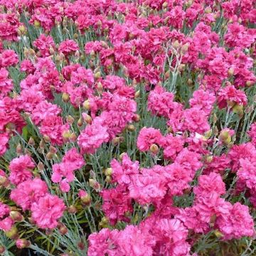 Clavel coronado Heidi - Dianthus plumarius