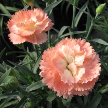 Clavel coronado Helen - Dianthus plumarius