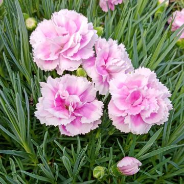 Clavel coronado Scent First Iced Gem - Dianthus plumarius