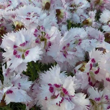 Clavel coronado Ine - Dianthus plumarius