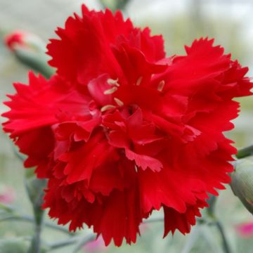 Clavel coronado Lady in Red - Dianthus plumarius