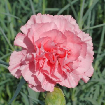 Clavel coronado Letitia Wyatt - Dianthus plumarius