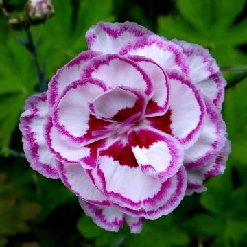 Clavel coronado Moulin Rouge - Dianthus plumarius