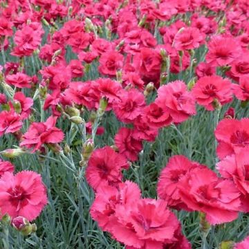 Clavel coronado Munot - Dianthus plumarius