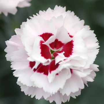 Clavel coronado Scent First Coconut Sundae - Dianthus plumarius