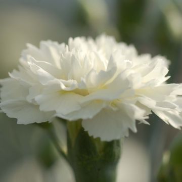 Clavel coronado Scent First Memories - Dianthus plumarius